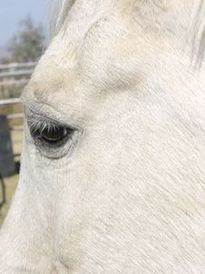 White Horse Face And Eye Stock Photography White Horse Face And Eye Stock Photography