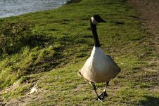 Canada Goose Royalty Free Stock Photos Canada Goose Royalty Free Stock Photos