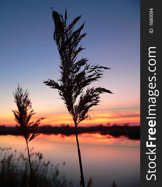 Reed silhouettes with beautiful sunrise