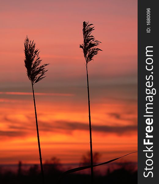 Reed silhouettes with beautiful sunrise