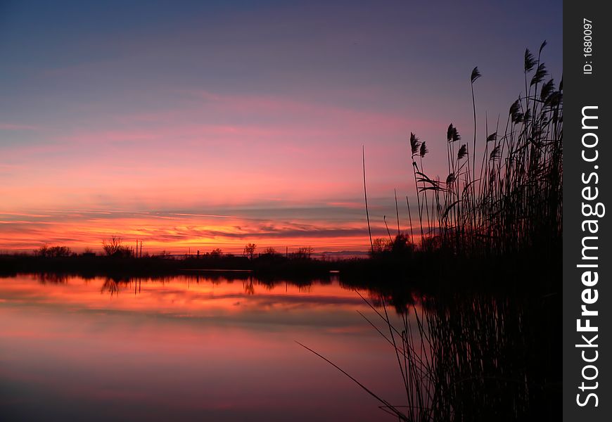 Reed silhouettes with beautiful sunrise