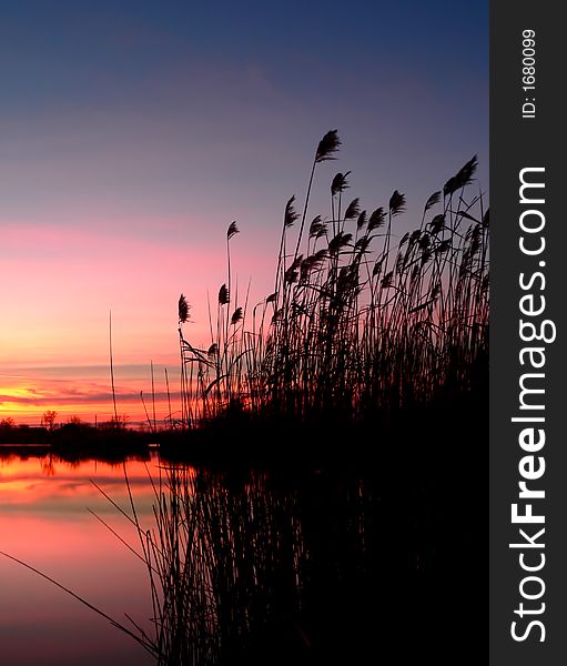 Reed silhouettes with beautiful sunrise