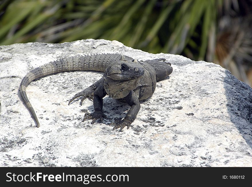 An iguana sunning itself on a rock. An iguana sunning itself on a rock.