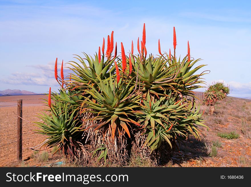 Krantz Aloe