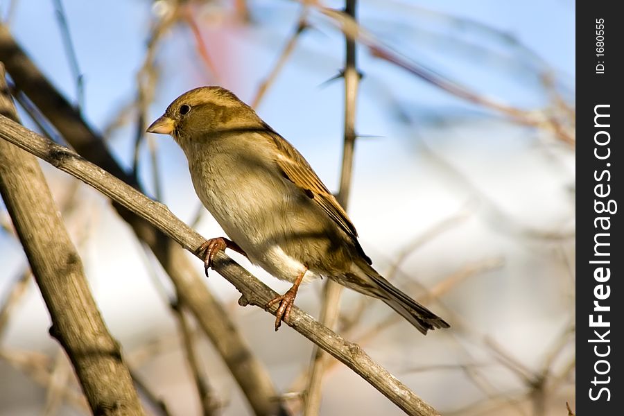 Sparrow on a branch, shined by the sun