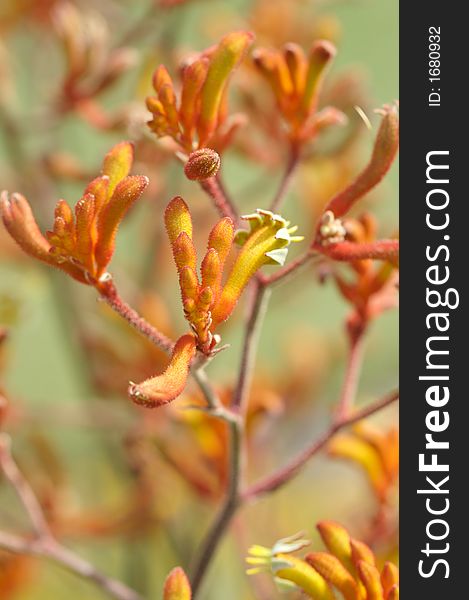 A bunch of the australian native plant Kangaroo Paws. A bunch of the australian native plant Kangaroo Paws