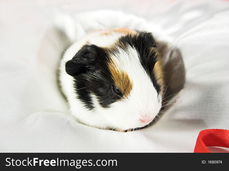 Baby guinea pig on the white satin