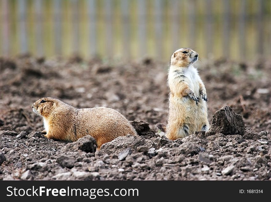 Two Prairie dogs - the small prairie dog lives in the grassland of north america