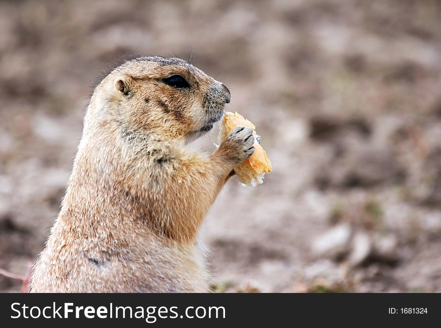 Prairie Dog Eating