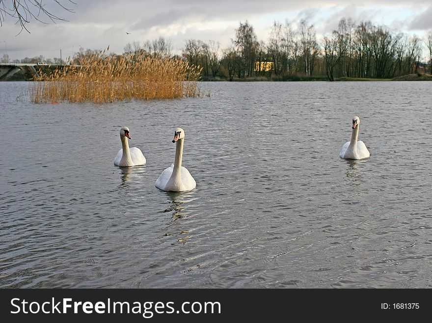 3 white swan swim across the river (Riga, Latvia). 3 white swan swim across the river (Riga, Latvia)