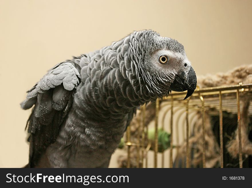 Ruffled up parrot sitting near the cage (African grey parrot - Psittacus erithacus)