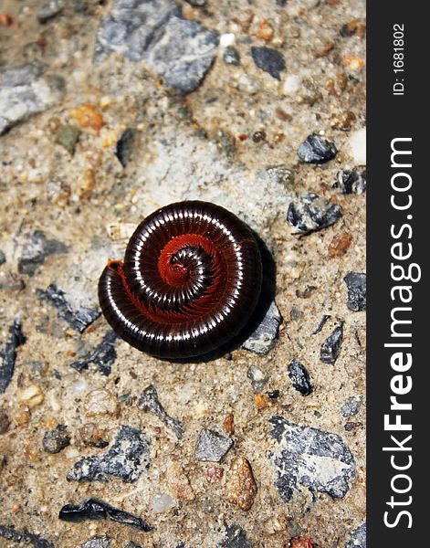 A curled millipede on rock.
