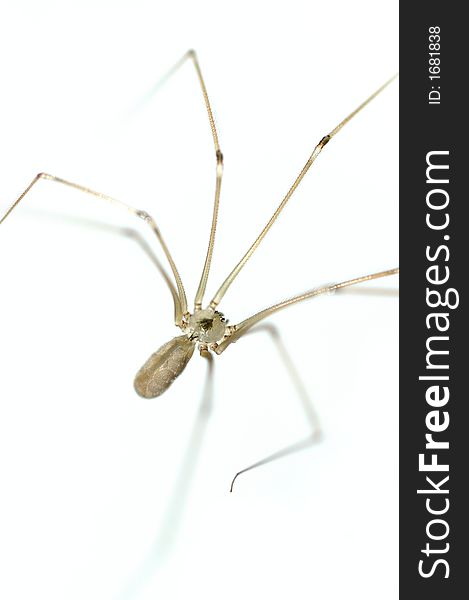 Spider with eight long legs in the white background. Spider with eight long legs in the white background.