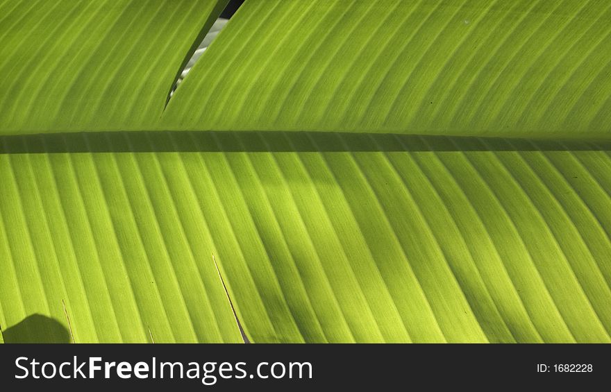 Close of a banana type leaf backlit by an autumn sun. Close of a banana type leaf backlit by an autumn sun