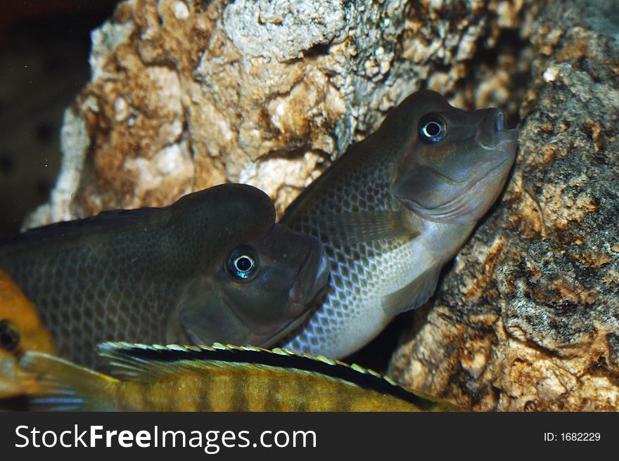 Photo of african cichlid from my aquarium