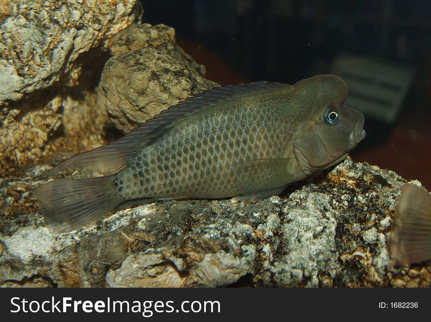 African Cichlid