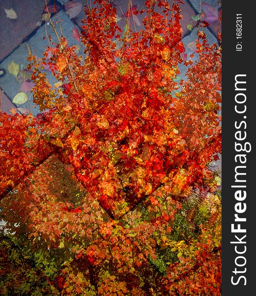 Collage of Fall Colors Tree and Fallen Leaves on a Sidewalk. Collage of Fall Colors Tree and Fallen Leaves on a Sidewalk