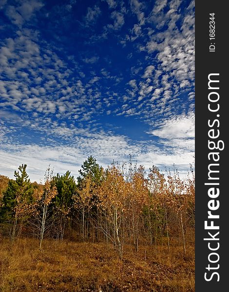 Young trees with high altitude clouds in background. Young trees with high altitude clouds in background