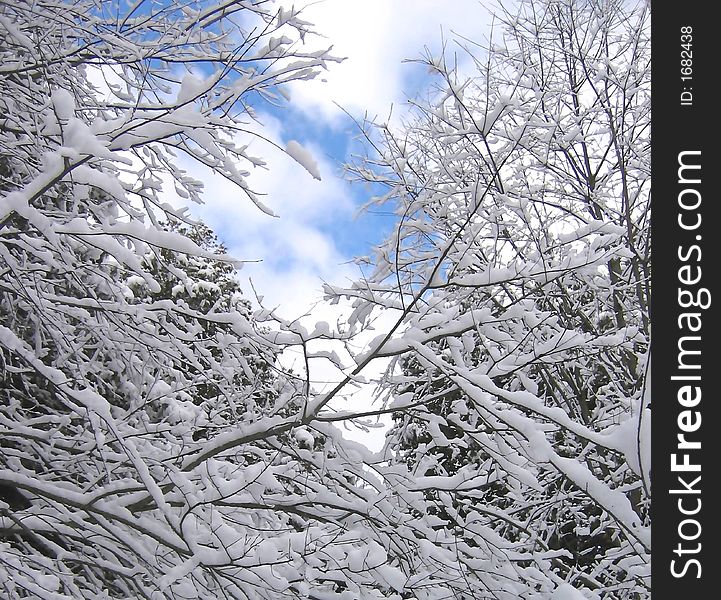 Slow-laden branches after a snowfall against the sky. Slow-laden branches after a snowfall against the sky