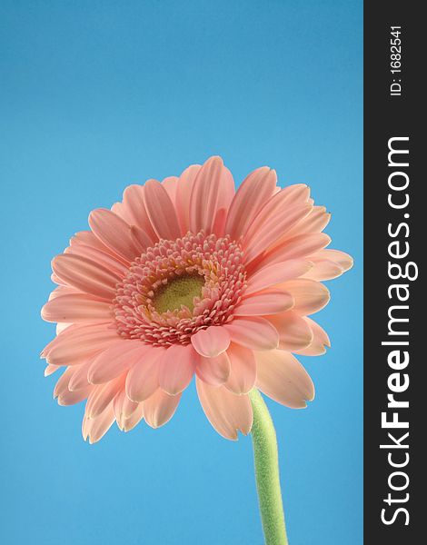 Pink gerbera on the blue background