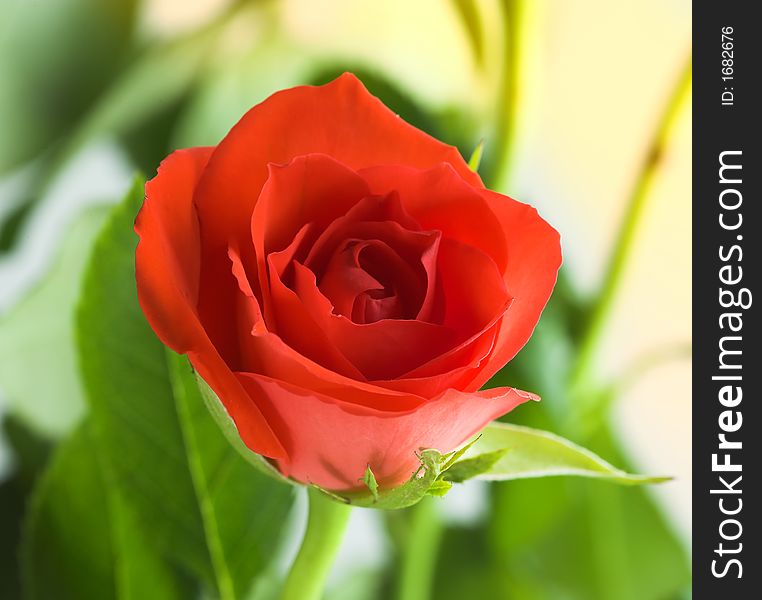 Photo of romantic, red rose