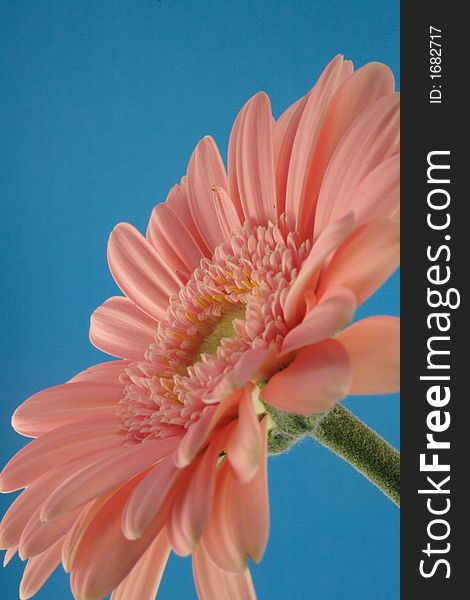 Pink gerbera on the blue background