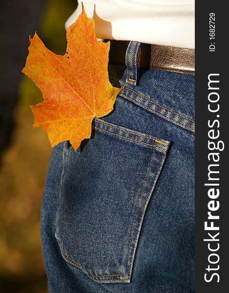 Colorful leaf carried in hip pocket of man's jeans. Colorful leaf carried in hip pocket of man's jeans