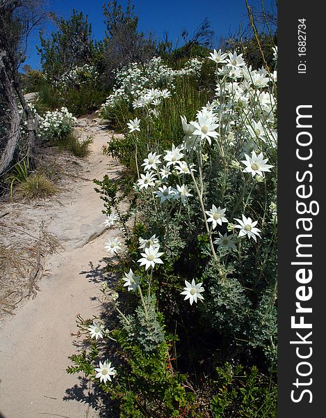 Sand footpath through bush land, white flowering flowers