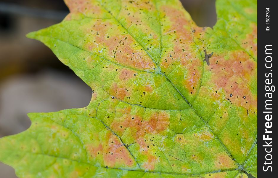 Wet multi-colored autumn leaf against dark background. Wet multi-colored autumn leaf against dark background