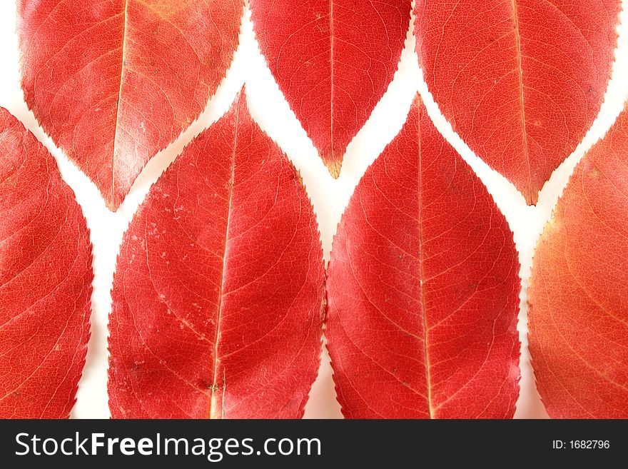Red leaves ond white background