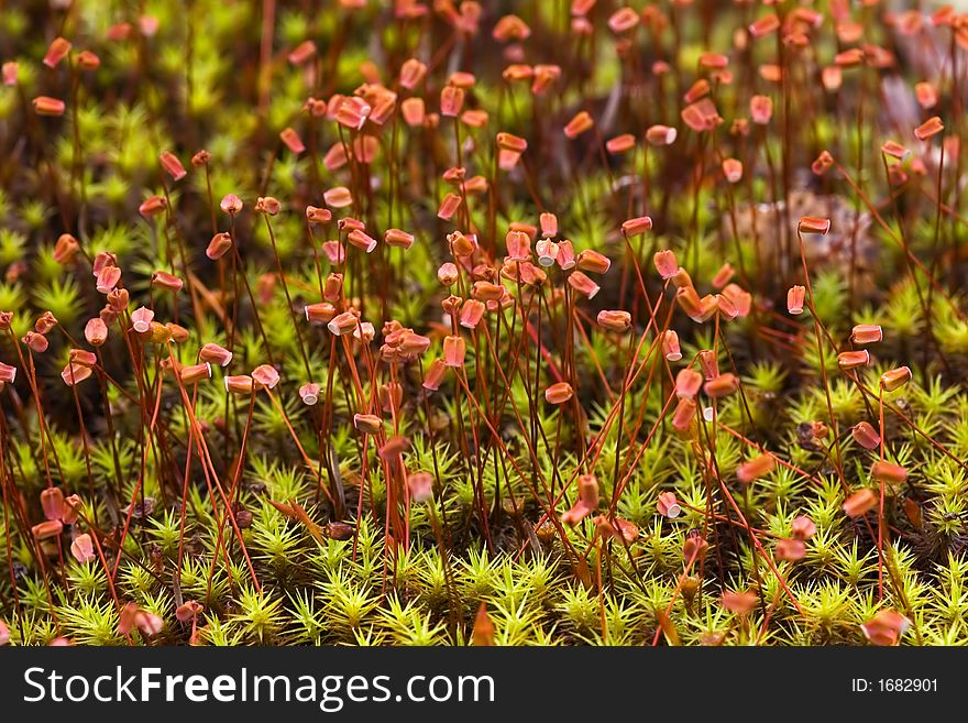 Beautiful moss on a bog in Kareliya