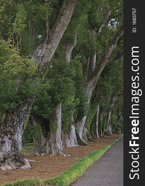 Alley trees perspective in botanical garden