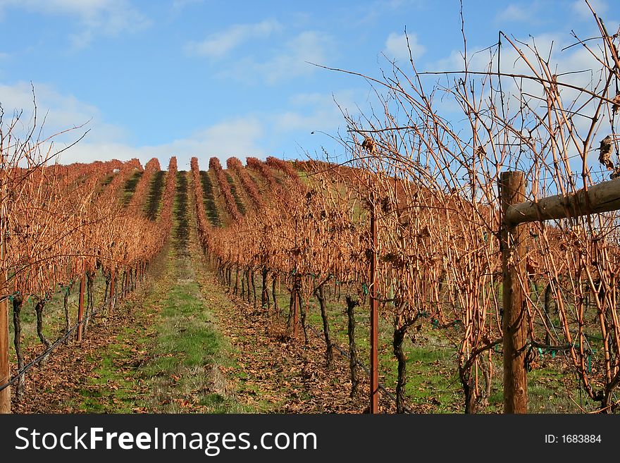 Beautiful, bright, sunny November day in an Oregon vineyard. Beautiful, bright, sunny November day in an Oregon vineyard