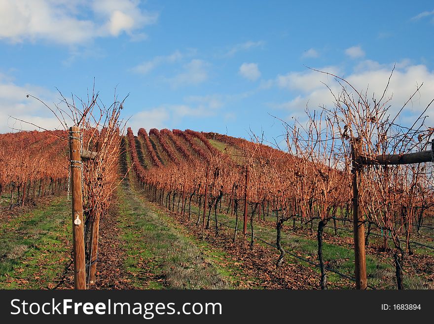 Beautiful, bright, sunny November day in an Oregon vineyard. Beautiful, bright, sunny November day in an Oregon vineyard