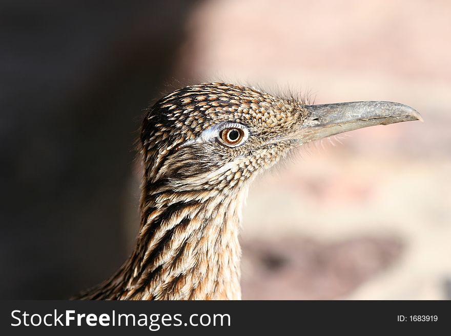 Roadrunners are common in the low desert of Death Valley. Roadrunners are common in the low desert of Death Valley