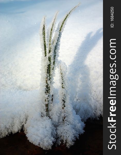 Tuft of grass covered by white frost. Tuft of grass covered by white frost