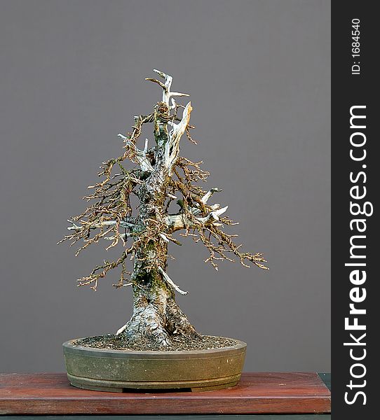 European larch, Larix decidua, 60 cm hihg, around 100 years old, collected in Austrai, styled by Walter Pall, pot by Derek Aspinall. European larch, Larix decidua, 60 cm hihg, around 100 years old, collected in Austrai, styled by Walter Pall, pot by Derek Aspinall
