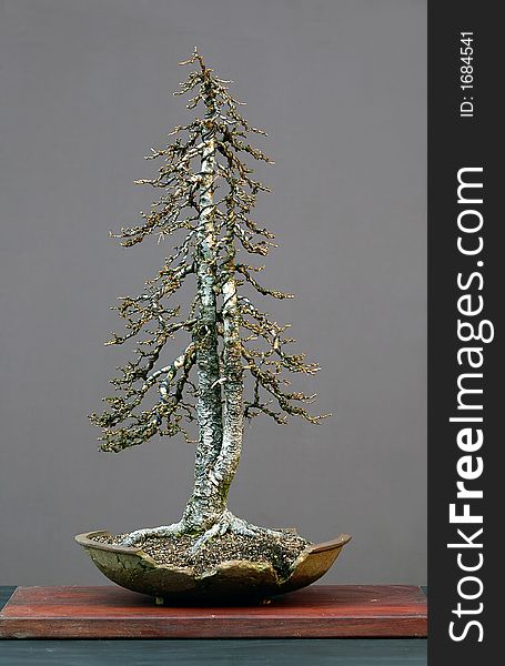 European larch, Larix decidua, 70 cm high, around 70 years old, collected in Italy, styled by Walter Pall. European larch, Larix decidua, 70 cm high, around 70 years old, collected in Italy, styled by Walter Pall