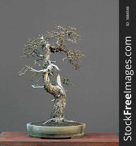 Larch bonsai in winter