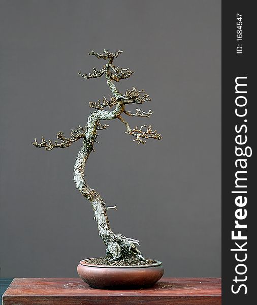 Larch bonsai in winter