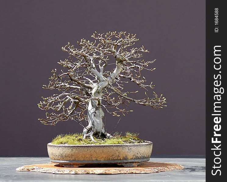 European hornbeam, Carpinus betulus, 40 cm hihg, around 40 years old, collected in Germany, styled by Walter pall, Pot by Josef Mairhofer. European hornbeam, Carpinus betulus, 40 cm hihg, around 40 years old, collected in Germany, styled by Walter pall, Pot by Josef Mairhofer