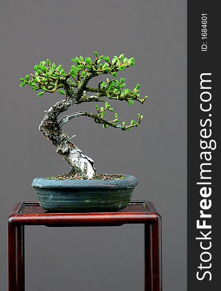 Small larch bonsai in spring