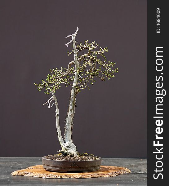 European larch, Larix decidua, 50 cm hihg, 100 years old, collected in asutria, styled by Walter Pall, pot by Josef Mairhofer. European larch, Larix decidua, 50 cm hihg, 100 years old, collected in asutria, styled by Walter Pall, pot by Josef Mairhofer