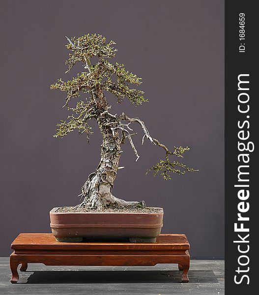 European larch, Larix decidua, 50 cm hihg, around 100 years old, collected in italy, styled by Walter Pall, pot by Derek Aspinall. European larch, Larix decidua, 50 cm hihg, around 100 years old, collected in italy, styled by Walter Pall, pot by Derek Aspinall