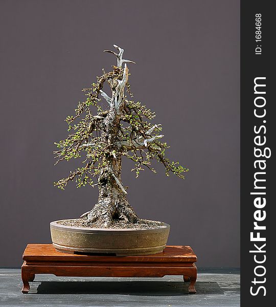 Larch Bonsai In Spring