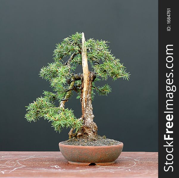 European spruce (Norway spruce), Picea abies, 24 cm hihg, shohin, collected in Asutria, styled by Walter Pall. European spruce (Norway spruce), Picea abies, 24 cm hihg, shohin, collected in Asutria, styled by Walter Pall