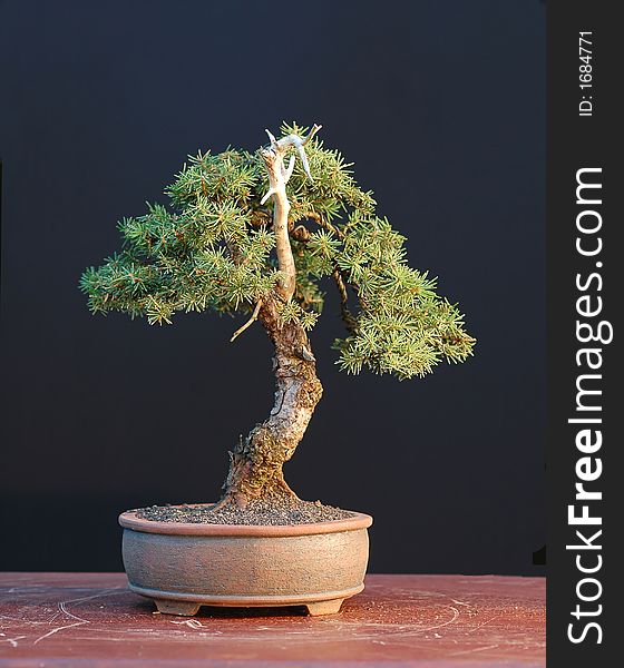 Spruce bonsai, small
