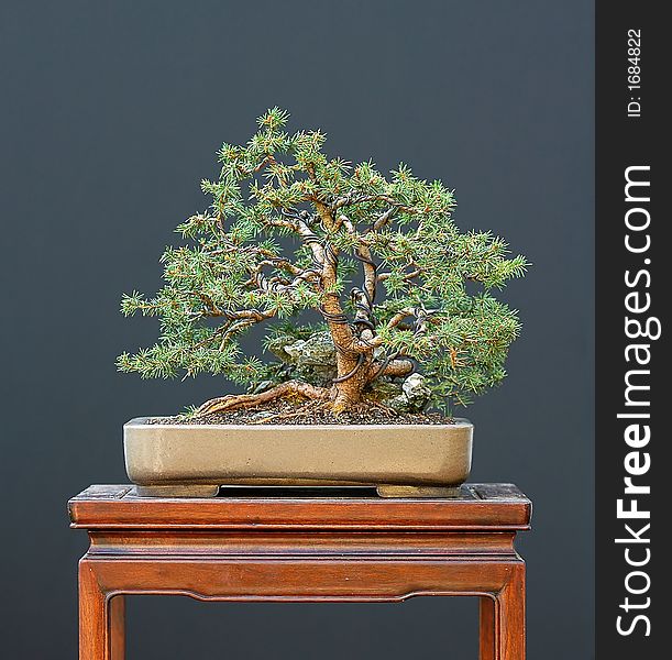 Spruce Bonsai With Stone