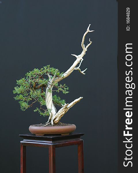 Rocky Moutian JUnipe, Juniperus scopulorum, 40 cm high, around 150 years old. Rocky Moutian JUnipe, Juniperus scopulorum, 40 cm high, around 150 years old