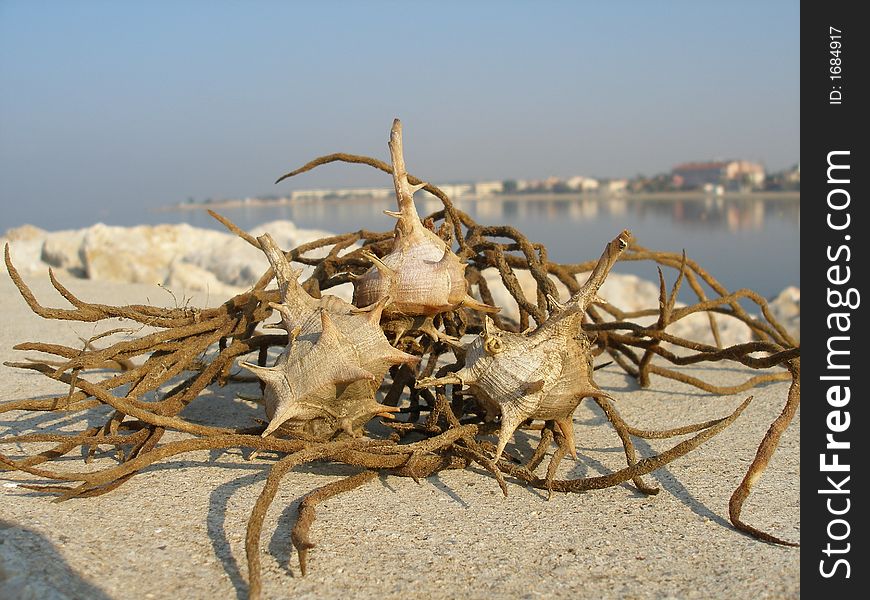 Sea-shells with twisted dried algea